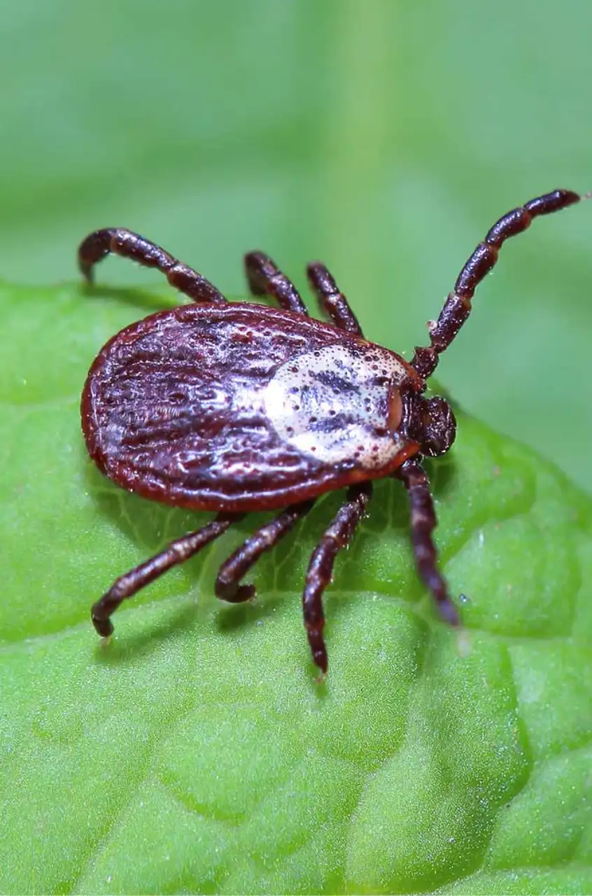 Insect Control