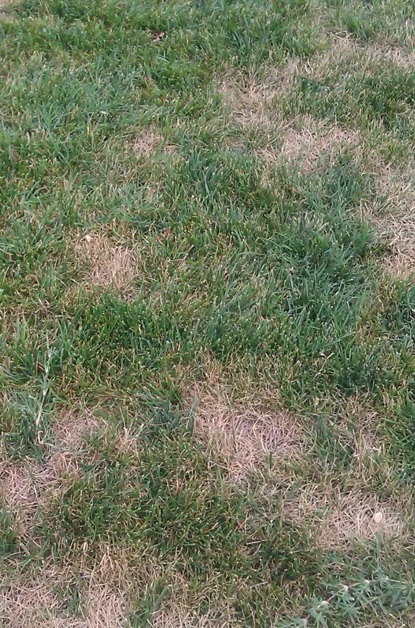 Lawn Fungus Treatments