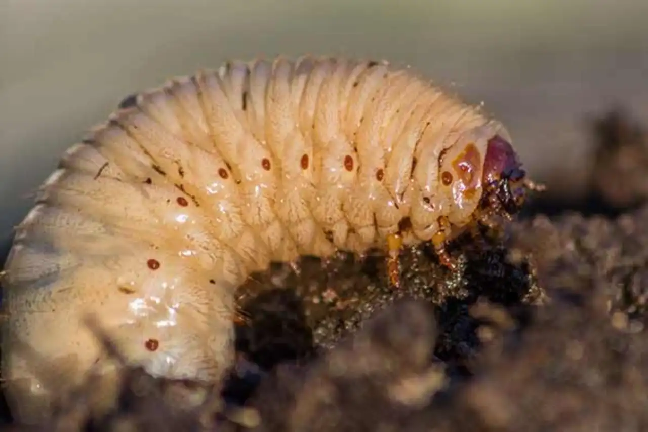 Close-up of a white lawn grub curled in soil