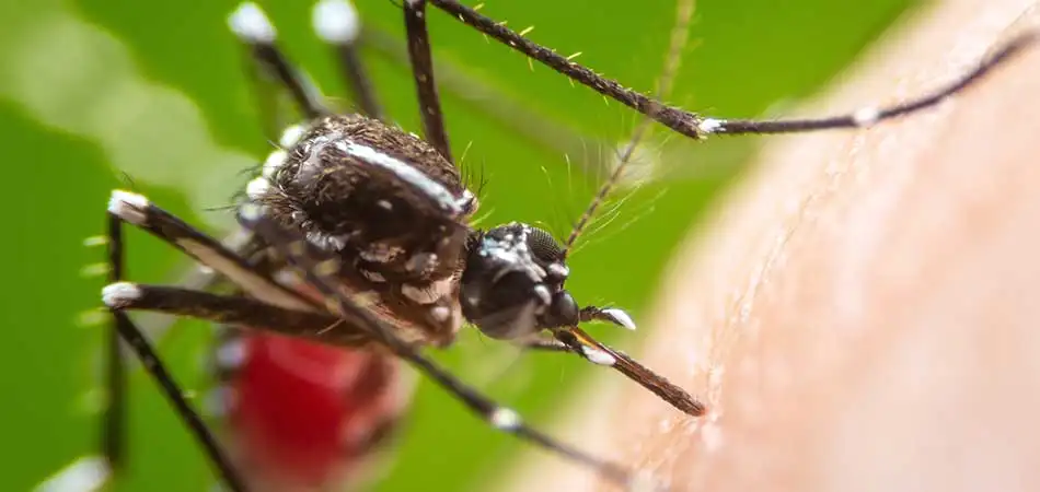 Why You Need to Keep Mosquitoes out of Your Yard