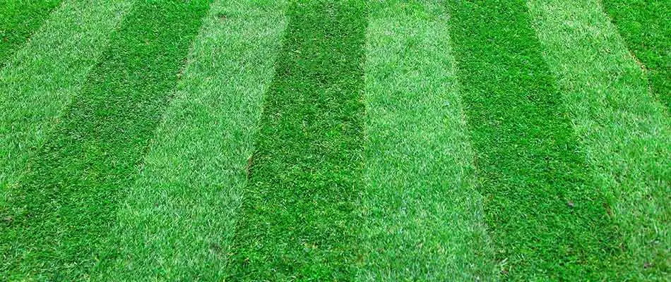 Freshly mowed lawn of a client in College Station, TX receiving fertilization treatments from Greener LawnScapes.