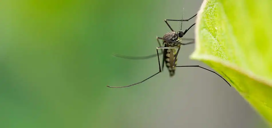 A mosquito is living on a leaf on a property in College Station, TX.