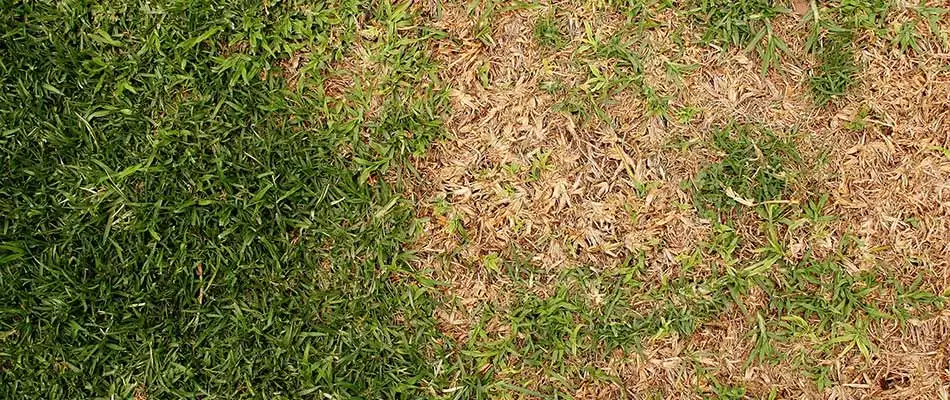 Badly damaged lawn with dead spots in College Station, TX.