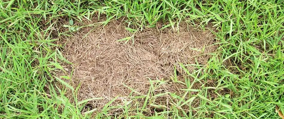 How Long Does it Take to Restore a Damaged Lawn?
