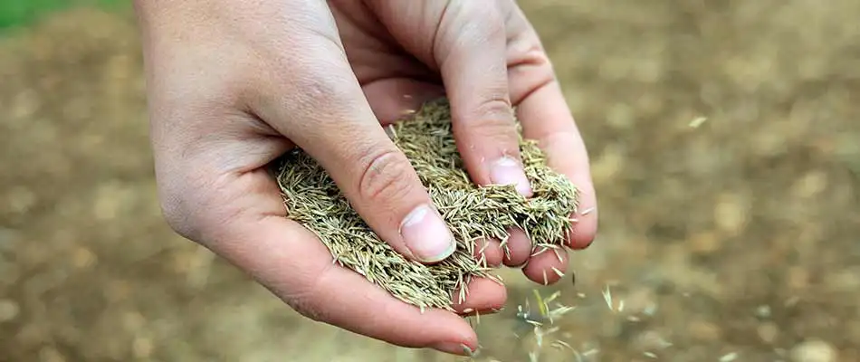 Seeding is an important part of how homeowners prepare their lawn for spring in College Station.
