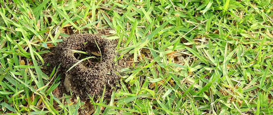 Insect control in Bryan is best approached in the spring  time, in order to keep populations in check during the summer.