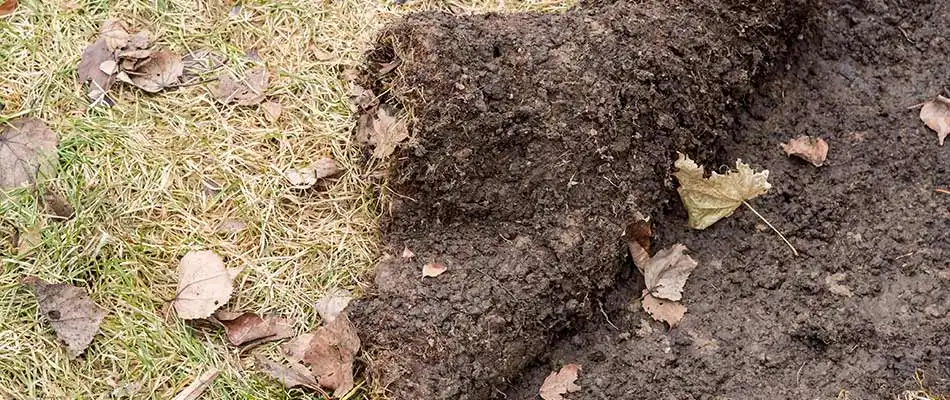 Grub damage to a lawn near College Station, TX.