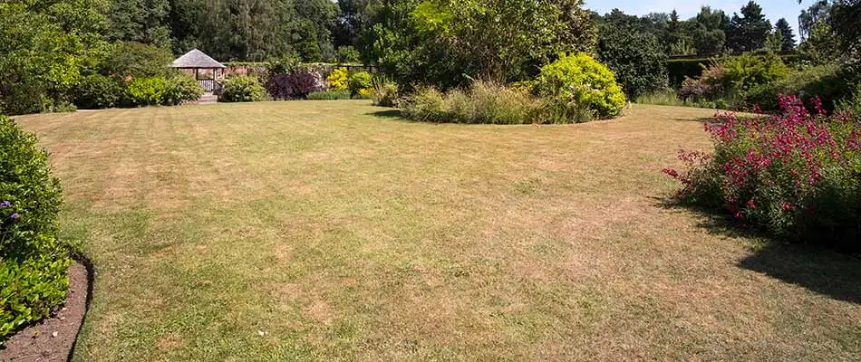 Underwatered home lawn with dying grass near Bryan, TX.