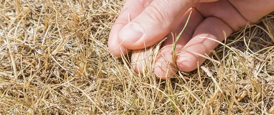 What to Do if Your Grass is Dying