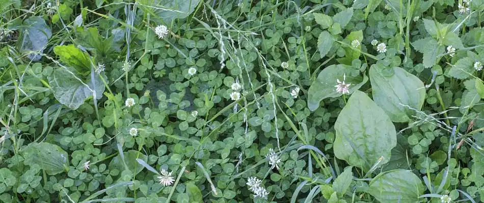 Winter Weed Control in Texas - Getting Rid of Grassy & Broadleaf Weeds