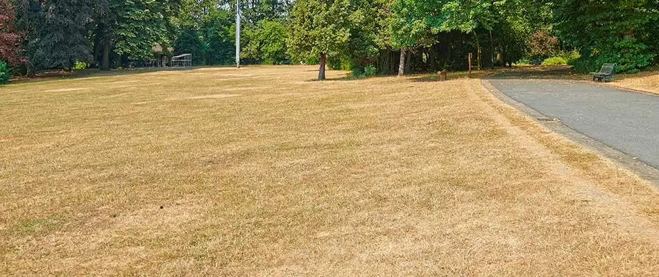 Your grass can die without proper watering in College Station, TX.