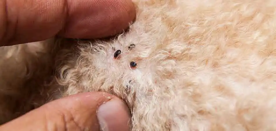 Dog owner in Bryan checking their pet for pests.