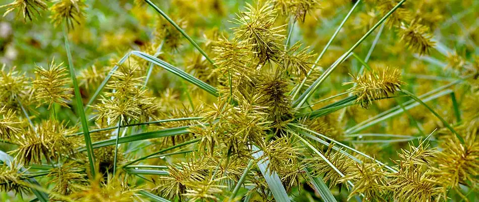Close up photo of yellow nutsedge weeds growing on a College Station, TX property.