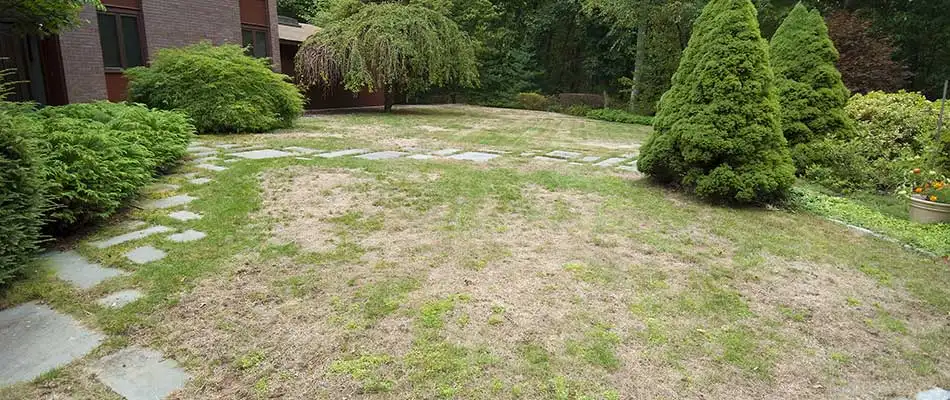 Identifying Gray Leaf Spot & How to Stop It