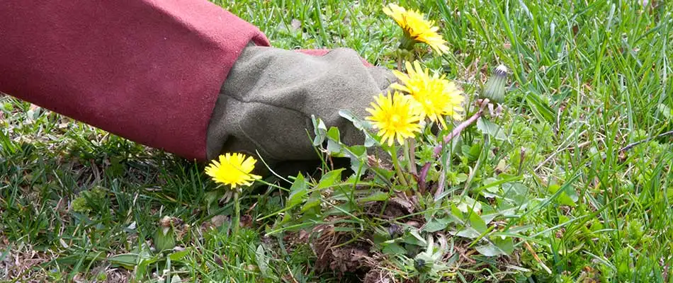 Dandelion being pulled from a College Station, TX yard.