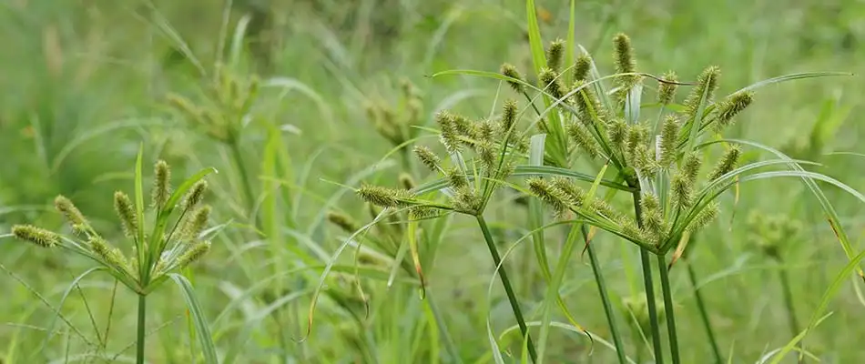 How to Remove Nutsedge From Lawns in the Brazo's Valley