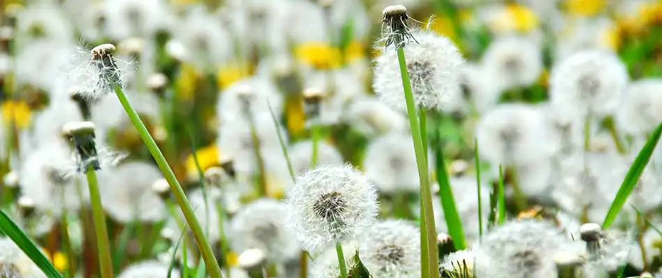 Winter Lawn Care Tips for the Brazos Valley