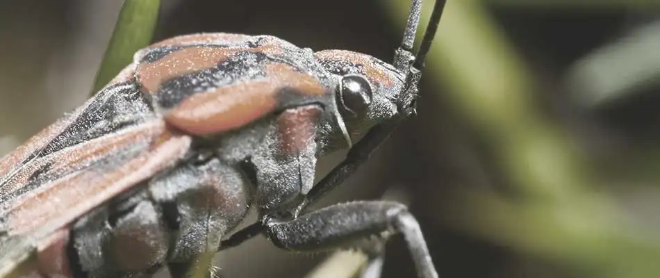 A chinch bug rests on a grass blade in Bryan, TX.