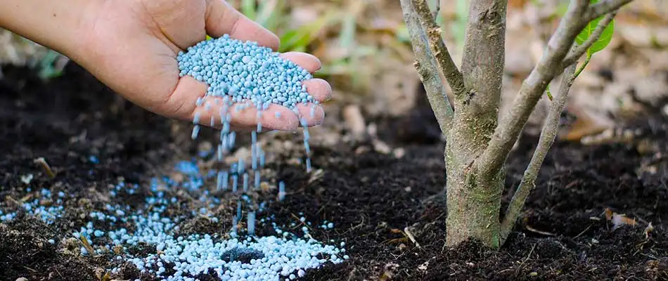Fertilizer being applied to a small tree in College Station, TX.
