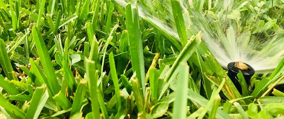 Best Practices for Watering Your Lawn in Summer
