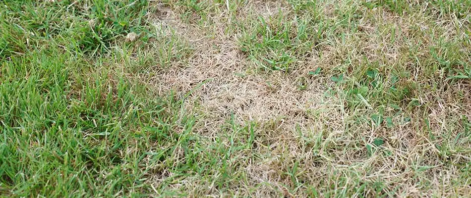 Chinch bugs have damaged the grass in this lawn in College Station, TX.
