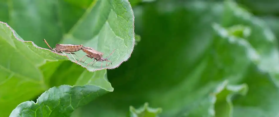 What Are Chinch Bugs & How to Tell If Your Yard Has Them
