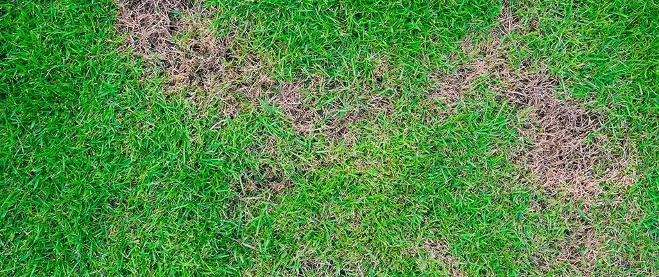 Brown patch has formed in this Bryan lawn due to overwatering.
