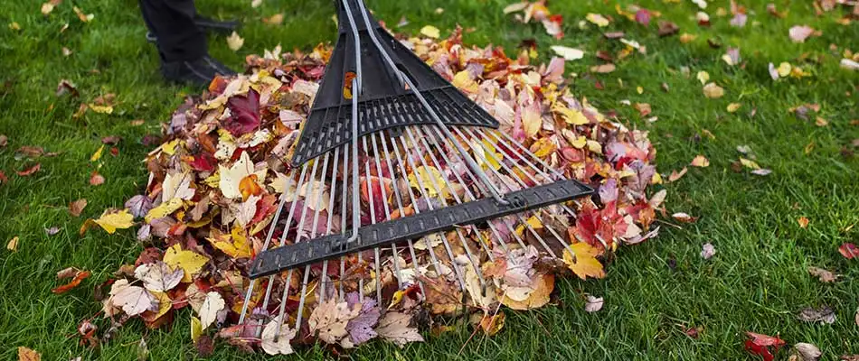 Leaves being raked into a pile in College Station, TX.