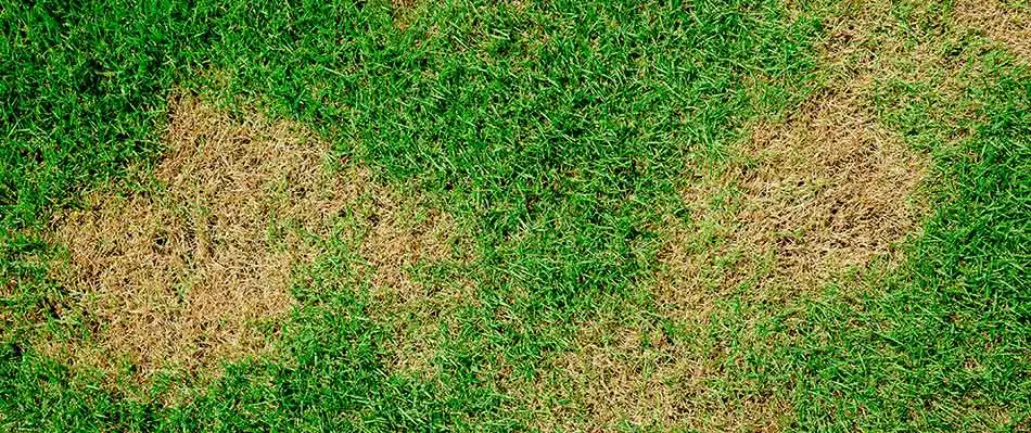 What Are Those Brown Spots in Your Yard?