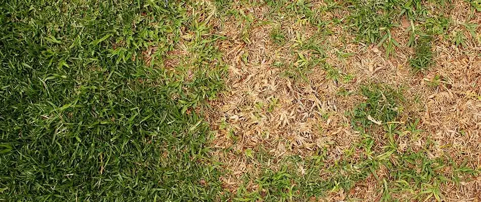 Brown patch can affect lawns in Bryan, TX.