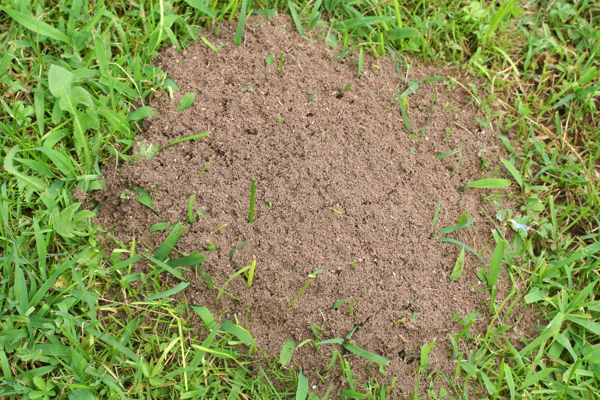 Fire Ant Control