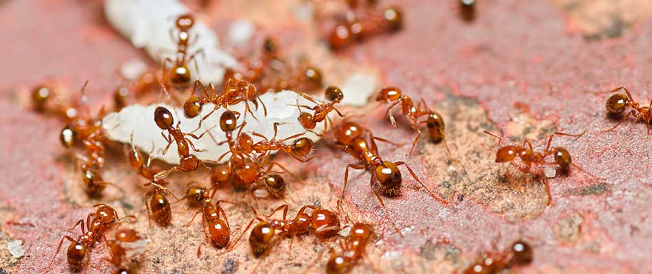 Fire Ant Prevention