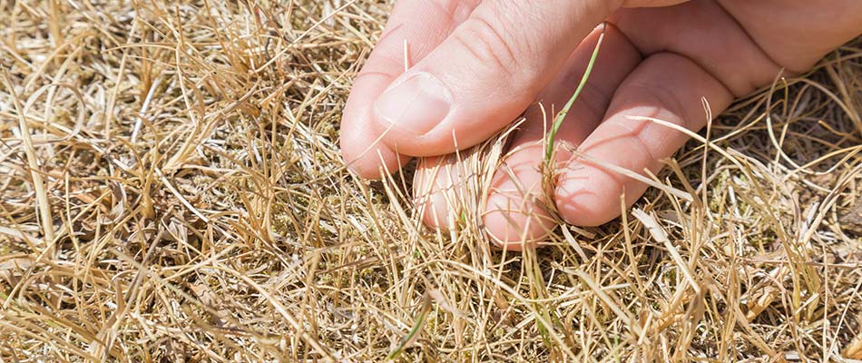 Dying Grass in lawn