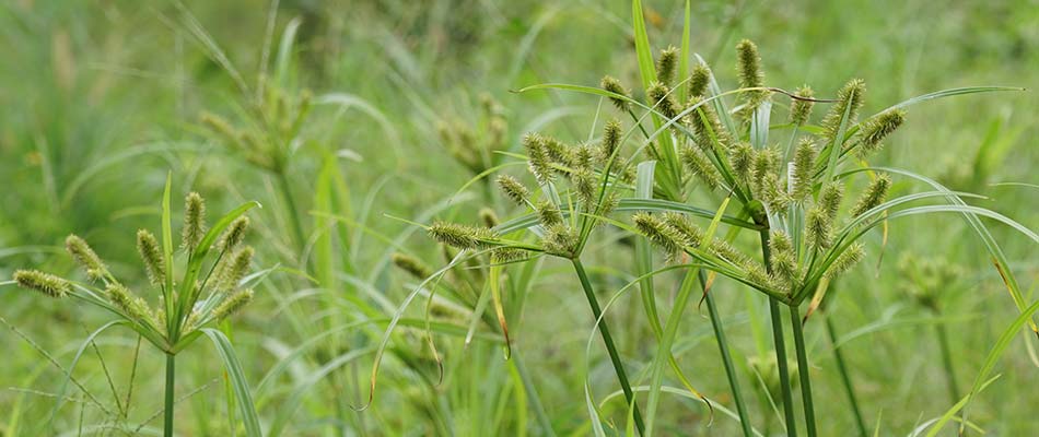 Nutsedge Weed Control